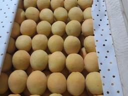 Абрикос Шалах