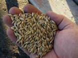 Barley - фото 1