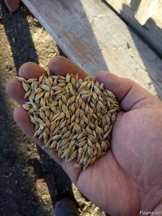 Barley