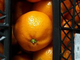 Цитрусовые, фрукты и овощи