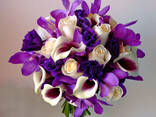 Furshet dasyntacner usucum Frutopia - photo 3