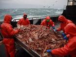 Frozen Alaskan King Crab - фото 1