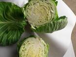 Капуста Белокачанная - фото 2