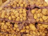 Картофель - Огромный объём - идеальное качество - фото 5