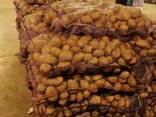 Картофель - Огромный объём - идеальное качество - фото 6