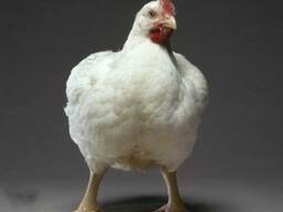 Комбикорм для бройлеров