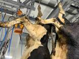Линия убоя КРС и овец – HALAL, полный комплект, Revic Польша - photo 2
