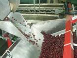 Машина для удаления косточек из вишни, сливы, абрикоса 1600-2600 кг/час - фото 3