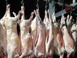 Mutton / Lamb meat - photo 3