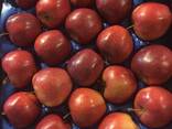 Оптовая продажа высококачественных польских яблок - фото 1