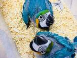 Parrot and eggs - photo 1