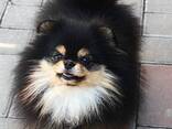 Pomeranian Mini Spitz Purebred / Spitz Nain Poméranien / Померанский мини шпиц / Պոմերան - фото 4