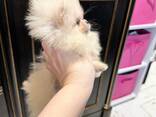 Pomeranian Mini Spitz Purebred / Spitz Nain Poméranien / Померанский мини шпиц / Պոմերան - фото 5