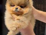 Pomeranian Mini Spitz Purebred / Spitz Nain Poméranien / Померанский мини шпиц / Պոմերան - фото 6