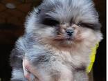 Pomeranian Mini Spitz Purebred / Spitz Nain Poméranien / Померанский мини шпиц / Պոմերան - фото 10
