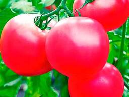 Помидор Пинк Парадайз