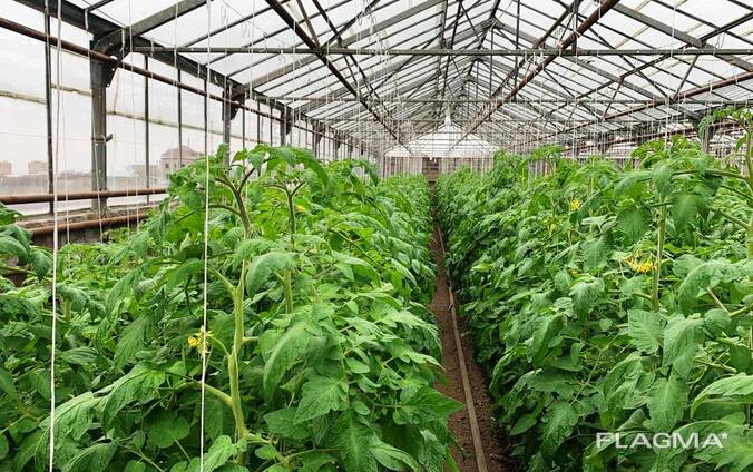 Продается тепличное хозяйство в Нубарашене