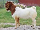 Quality healthy goats - photo 1