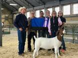 Quality healthy goats - photo 2