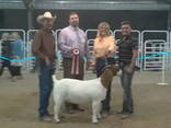 Quality healthy goats - photo 3
