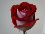 Розы голандские - фото 3