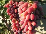 Саженцы плодовых деревьев - ищем торговых представителей в Армении