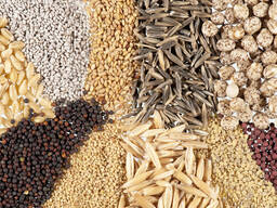 Հացահատիկային և բանջարաբոստանային կուլտուրաների սերմեր - Семена зерновых и овощных культур