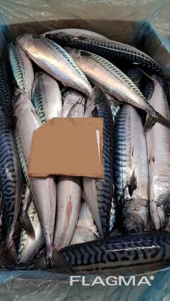 Скумбрия мороженая