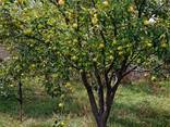 Яблоки 2 тонны прямо с сада, экологически чистый продукт, не дорого, самовывоз.