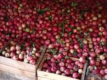 Яблоки 2 тонны прямо с сада, экологически чистый продукт, не дорого, самовывоз.