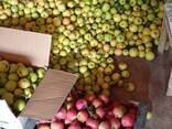 Яблоки 2 тонны прямо с сада, экологически чистый продукт, не дорого, самовывоз. - фото 3