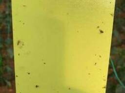 Желтые клеевые ловушки-карты 25см*10см